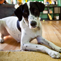 DogWatch of Wisconsin, , Wisconsin | Indoor Pet Boundaries Contact Us Image