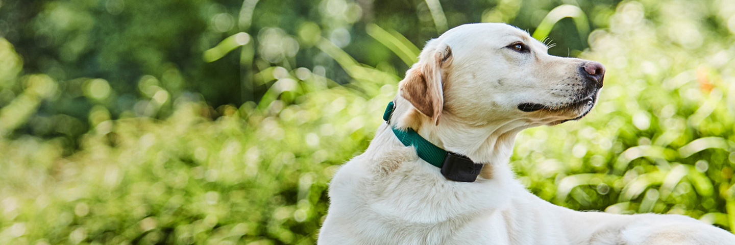 DogWatch of Wisconsin, , Wisconsin | 1200Fence Slider Image