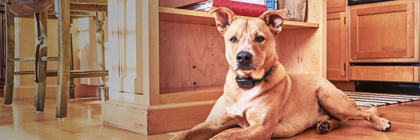 DogWatch of Wisconsin, , Wisconsin | Indoor Pet Fences Slider Image