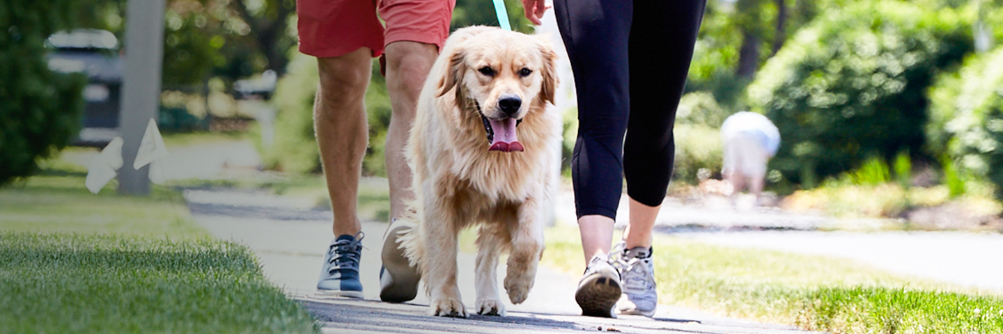 DogWatch of Wisconsin, , Wisconsin | SideWalker Leash Trainer Slider Image