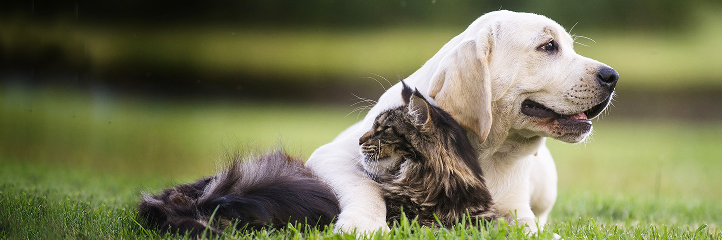 DogWatch of Wisconsin, , Wisconsin | Cat Fences Slider Image